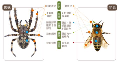 家裡有蜘蛛絲|蛛事吉祥——家中常見蜘蛛篇